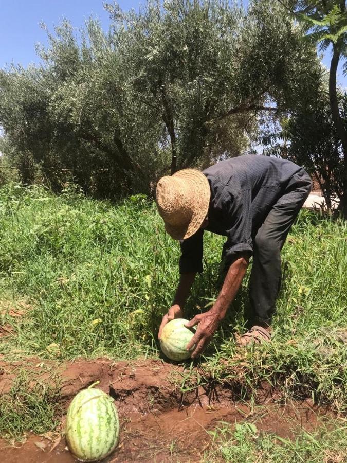 Upupa De L'Atlas Ouled el guerne Exteriör bild